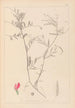 Herbier de la flore française Pl0447 - Louis Antoine Cusin — vista dell’opera
