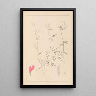 Louis Antoine Cusin - Herbier de la flore franaise Pl0448.webp
