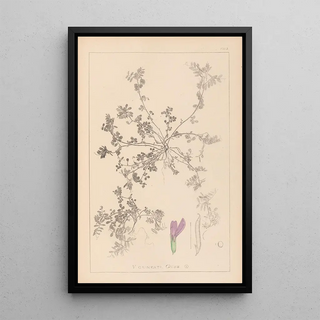 Louis Antoine Cusin - Herbier de la flore franaise Pl0449.webp