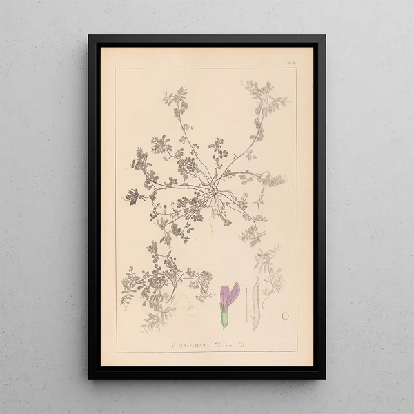 Louis Antoine Cusin - Herbier de la flore franaise Pl0449.webp