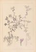 Herbier de la flore française Pl0449 - Louis Antoine Cusin — vista dell’opera