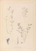 Herbier de la flore française Pl0450 - Louis Antoine Cusin — vista dell’opera