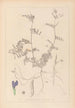 Herbier de la flore française Pl0452 - Louis Antoine Cusin — vista dell’opera