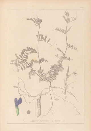 Louis Antoine Cusin - Herbier de la flore franaise Pl0452.webp