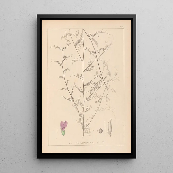 Louis Antoine Cusin - Herbier de la flore franaise Pl0453.webp