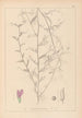 Herbier de la flore française Pl0453 - Louis Antoine Cusin — vista dell’opera