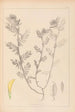 Herbier de la flore française Pl0454 - Louis Antoine Cusin — vista dell’opera