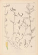 Herbier de la flore française Pl0456 - Louis Antoine Cusin — vista dell’opera