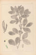 Herbier de la flore française Pl0457 - Louis Antoine Cusin — vista dell’opera