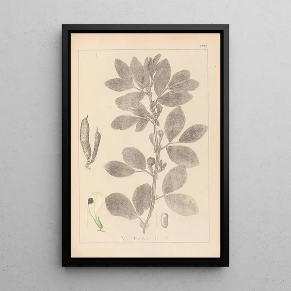 Louis Antoine Cusin - Herbier de la flore franaise Pl0457.webp