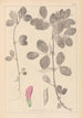 Herbier de la flore française Pl0458 - Louis Antoine Cusin — vista dell’opera