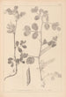 Herbier de la flore française Pl0459 - Louis Antoine Cusin — vista dell’opera