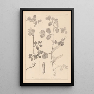 Louis Antoine Cusin - Herbier de la flore franaise Pl0459.webp