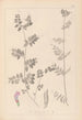 Herbier de la flore française Pl0461 - Louis Antoine Cusin — vista dell’opera