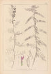 Herbier de la flore française Pl0462 - Louis Antoine Cusin — vista dell’opera