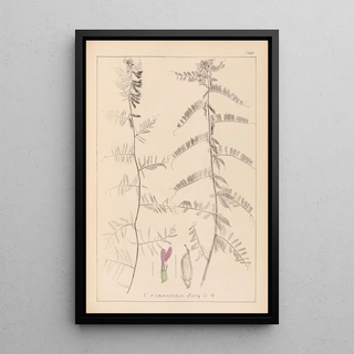 Louis Antoine Cusin - Herbier de la flore franaise Pl0462.webp