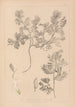 Herbier de la flore française Pl0463 - Louis Antoine Cusin — vista dell’opera