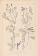 Herbier de la flore française Pl0464 - Louis Antoine Cusin — vista dell’opera