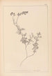 Herbier de la flore française Pl0465 - Louis Antoine Cusin — vista dell’opera