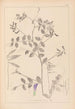 Herbier de la flore française Pl0467 - Louis Antoine Cusin — vista dell’opera