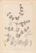 Herbier de la flore française Pl0468 - Louis Antoine Cusin — vista dell’opera