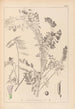 Herbier de la flore française Pl0469 - Louis Antoine Cusin — vista dell’opera