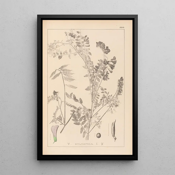 Louis Antoine Cusin - Herbier de la flore franaise Pl0469.webp