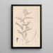 Herbier de la flore française Pl0471 - Louis Antoine Cusin — quadro incorniciato alla parete