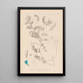 Louis Antoine Cusin - Herbier de la flore franaise Pl0472.webp