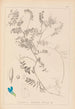 Herbier de la flore française Pl0472 - Louis Antoine Cusin — vista dell’opera