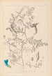 Herbier de la flore française Pl0473 - Louis Antoine Cusin — vista dell’opera