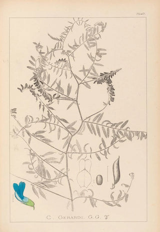 Louis Antoine Cusin - Herbier de la flore franaise Pl0473.webp