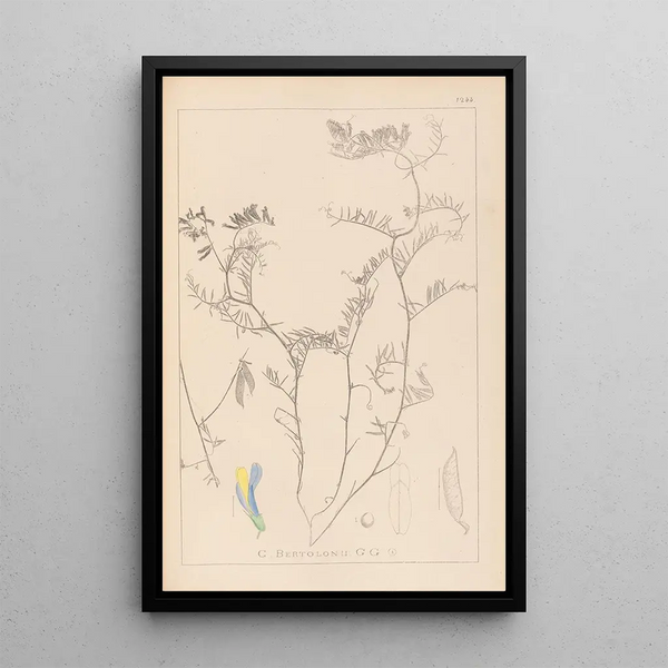 Louis Antoine Cusin - Herbier de la flore franaise Pl0477.webp