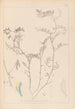 Herbier de la flore française Pl0477 - Louis Antoine Cusin — vista dell’opera