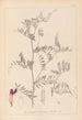 Herbier de la flore française Pl0478 - Louis Antoine Cusin — vista dell’opera