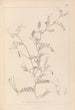Herbier de la flore française Pl0479 - Louis Antoine Cusin — vista dell’opera