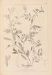 Herbier de la flore française Pl0480 - Louis Antoine Cusin — vista dell’opera