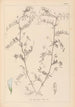 Herbier de la flore française Pl0482 - Louis Antoine Cusin — vista dell’opera