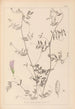 Herbier de la flore française Pl0485 - Louis Antoine Cusin — vista dell’opera