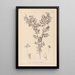 Herbier de la flore française Pl0488 - Louis Antoine Cusin — quadro incorniciato alla parete
