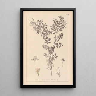 Louis Antoine Cusin - Herbier de la flore franaise Pl0488.webp
