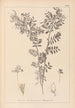 Herbier de la flore française Pl0488 - Louis Antoine Cusin — vista dell’opera