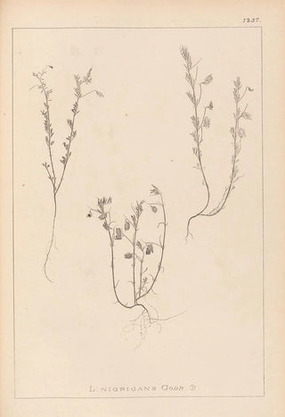 Louis Antoine Cusin - Herbier de la flore franaise Pl0489.webp