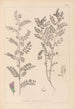 Herbier de la flore française Pl0490 - Louis Antoine Cusin — vista dell’opera