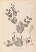 Herbier de la flore française Pl0491 - Louis Antoine Cusin — vista dell’opera