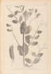 Herbier de la flore française Pl0492 - Louis Antoine Cusin — vista dell’opera