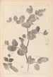 Herbier de la flore française Pl0493 - Louis Antoine Cusin — vista dell’opera