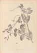 Herbier de la flore française Pl0494 - Louis Antoine Cusin — vista dell’opera
