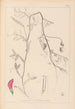 Herbier de la flore française Pl0495 - Louis Antoine Cusin — vista dell’opera