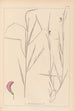 Herbier de la flore française Pl0500 - Louis Antoine Cusin — vista dell’opera